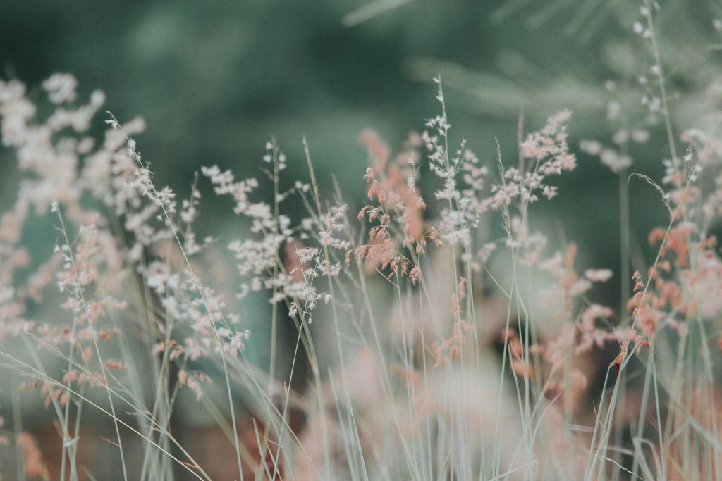 pexels-photo-268261-268261 A tranquil meadow featuring delicate grasses in soft, dreamy focus, perfect for nature-themed backgrounds.