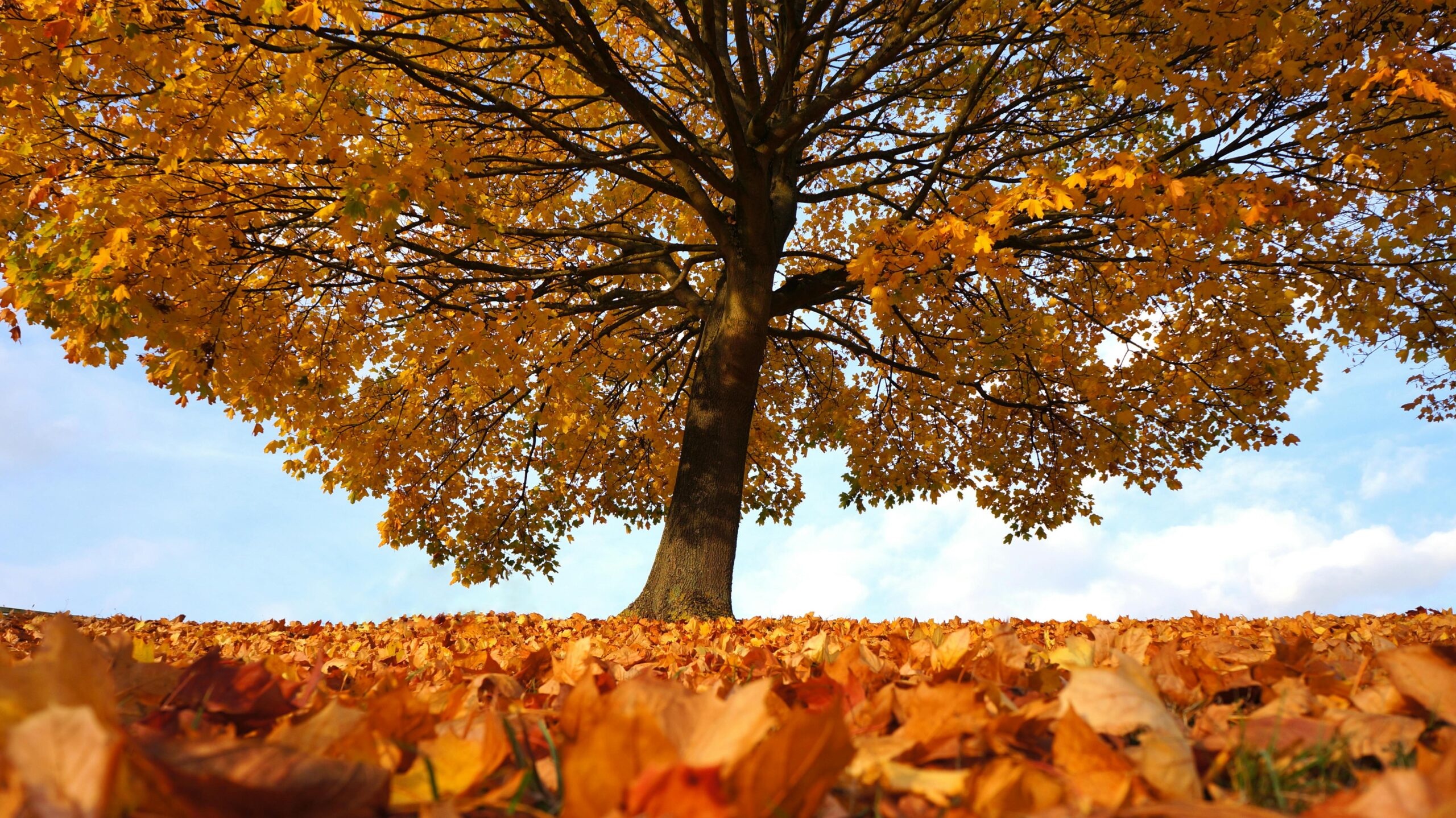 A stunning view of a lone tree with vibrant autumn leaves in Hertfordshire, England.